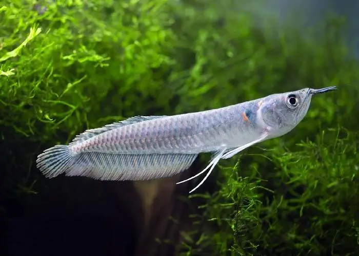 Cá ngân long: Nguồn gốc, đặc điểm ý nghĩa và giá bán Cá ngân long