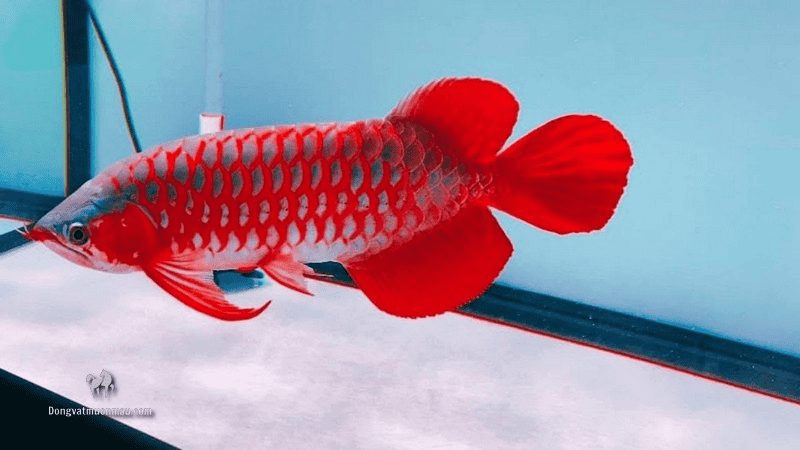 Những tiêu chí và kinh nghiệm chọn mua cá rồng Huyết Long Cá Huyết Long