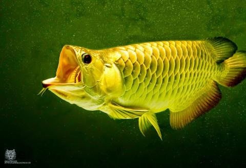 Tìm Hiểu Về Kim Long Quá Bối Cho Người Mới Chơi Tìm Hiểu Về Kim Long Quá Bối Cho Người Mới Chơi